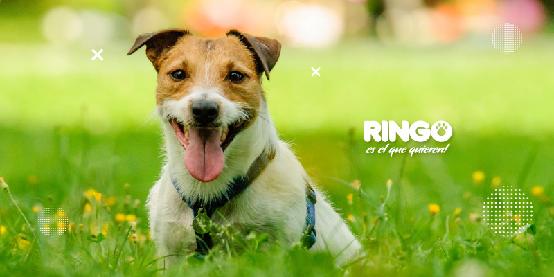 tips para que tu perro socialice en el parque